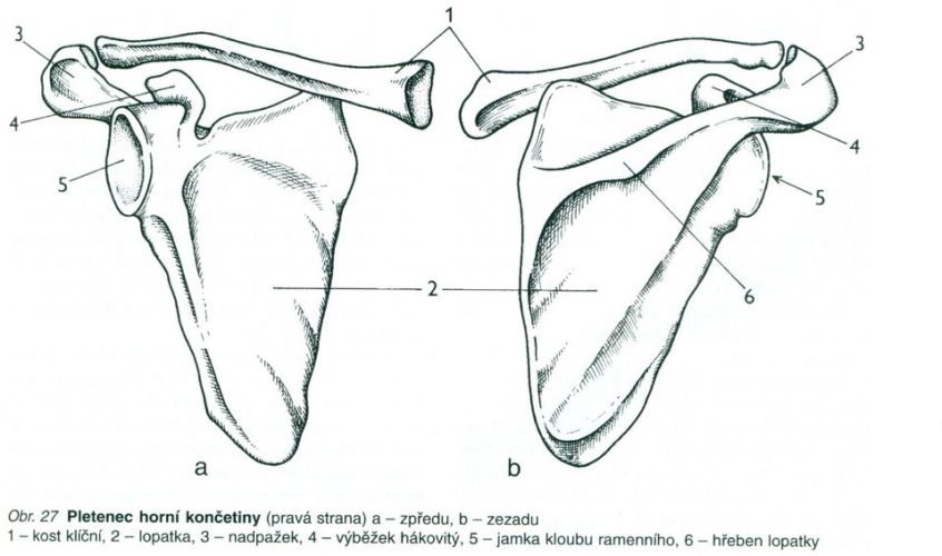 lopatka anatomie lopatka anatomie